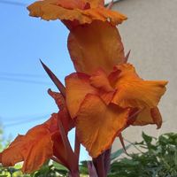 カンナ,カンナベンガルタイガー,癒し,花のある暮らし,応援花❤️の画像
