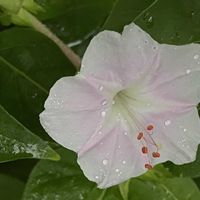 オシロイバナ,オシロイバナ,朝顔,江戸風情,江戸風情の画像