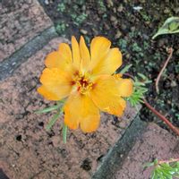 マツバボタン,花壇,松葉牡丹,玄関アプローチの画像
