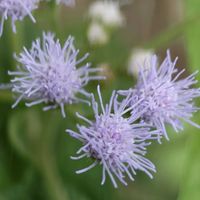 アゲラタム,アゲラタム,我が家のお花たち,庭の画像