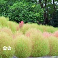 コキア,コキア,お出かけ先にて,ミラーレス一眼,鶴見緑地の画像