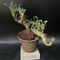 多肉植物,観葉植物,塊根植物,コーデックス,珍奇植物の画像