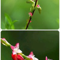 ミズヒキ,山野草,花散歩,OLYMPUS,ミラーレス一眼の画像
