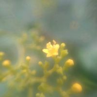 オミナエシ,オミナエシ,オミナエシ,オミナエシ,センニンソウの画像