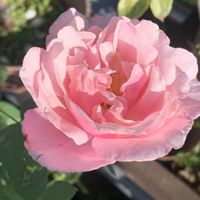 ハイビスカス,バラ大好き,バラのある暮らし,小さな庭の画像