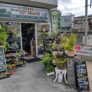多肉植物,ウラボシ科,ビカクシダ属,食中植物,塊根の画像