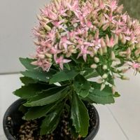 花木,植木鉢,花いろいろ,バラと夢CLUB,おうち園芸の画像