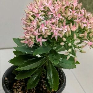 花木,植木鉢,花いろいろ,バラと夢CLUB,おうち園芸の画像
