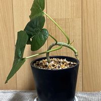 ウンベラータ,観葉植物,鉢植え,挿し木,その他部屋の画像