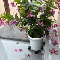 サンパラソル,PR,台風,ハダニ対策,Teamoss使ってみたの画像