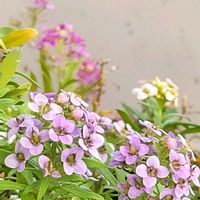 スイートアリッサム ,エンゼルトランペット,花のある暮らし,北海道,玄関先の画像