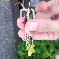 大根,大根,ペットボトル,家庭菜園,ベランダの画像