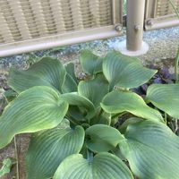 ギボウシ（ホスタ）,日陰で楽しめる,宿根・多年草,日陰庭,家庭菜園の画像