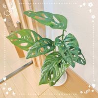 マドカズラ,マドカズラ,トイレ・洗面所の画像