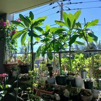 ブーゲンビリア,プルメリア,観葉植物,台風一過,サンフラワーの画像