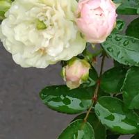 ミニバラの画像