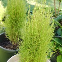 コキア,ペンタス,シュウメイギク（秋明菊）,鉢植え,我が家の庭の画像