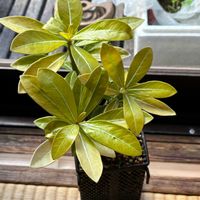 アデニウム,アデニウム・オべスム,実生の画像