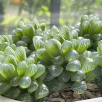 ハオルチア オブツーサ,多肉植物のある暮らし,みどりのある暮らし,ささやかな幸せの画像