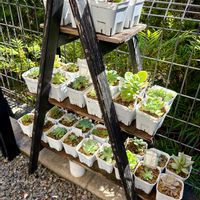 多肉植物,多肉棚の画像