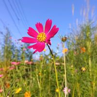 コスモス,コスモス,キバナコスモス,キバナコスモス,青空の画像