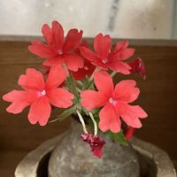バーベナ,バーベナ,暑い！,病気療養中,更年期に負けないの画像