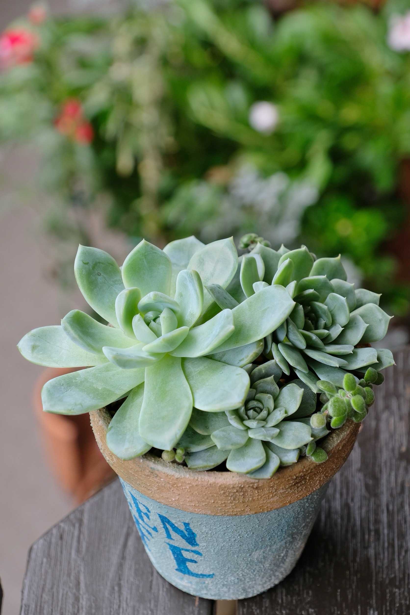 多肉植物の鉢におすすめの素材とは？穴なしは避けた方がいい
