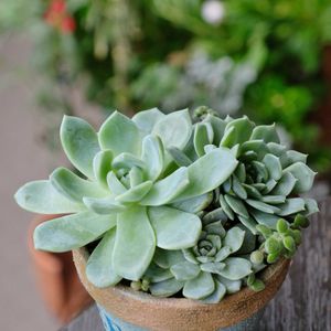 多肉植物,ベランダガーデニング,多肉植物のある暮らし,癒し…♡,自作リメ鉢の画像