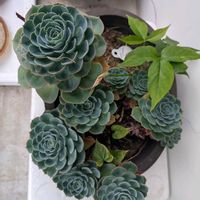 多肉植物 寄せ植え,花壇,うちの庭,広い庭,テラスの画像