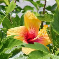 ハイビスカス,ハイビスカス,散歩の写真の画像