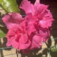 マンデビラ,八重咲きマンデビラ,マンデビラ八重咲き　ピンクパフェ,鉢植え,ピンクの花の画像