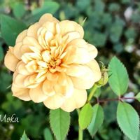 ミニバラ・モカ,花のある暮らし,バラ・ミニバラ,育てる楽しみ,ばら バラ 薔薇の画像