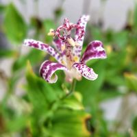 ホトトギス,開花,夏越し,うれしい！,庭パトの画像