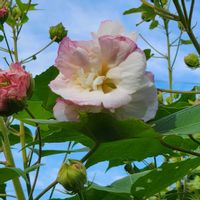 アケビ,酔芙蓉（すいふよう）,酔芙蓉（すいふよう）,秋桜（こすもす）の画像