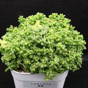 多肉植物,多肉大好き,ドロサンテマム ,植物育成ライト,簡易温室の画像