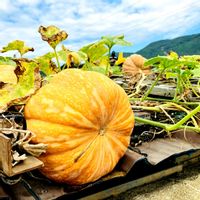 かぼちゃ,かぼちゃ,変化,秋の気配,秋を感じるの画像