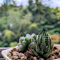 ハオルチア 十二の爪,ハオルチア オブツーサの画像