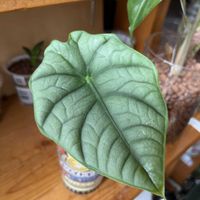 サトイモ科,アロカシア,アロカシア,観葉植物,ハイドロカルチャーの画像