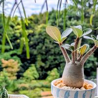 アデニウムの画像