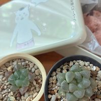 オブツーサ,ハオルチア,ハオルチア オブツーサ,オブツーサ トゥルンカータ,多肉植物の画像