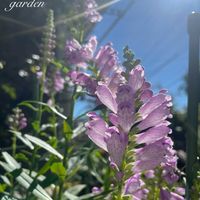 ハナトラノオ,フィソステギア,ハナトラノオ(カクトラノオ),花のある暮らし,植中毒の画像