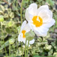 エキナセア,シュウメイギク,バラ,花のある暮らし,秋の気配の画像