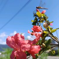 ツツジ,狂い咲き♪,赤組♪,庭の画像
