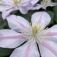 クレマチス,クレマチス,癒し,蕊蕊蕊,お出かけ先の画像