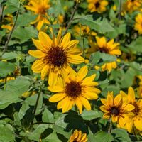 ヒマワリ,公園散歩,今日のお散歩,歩くの大好き♡の画像