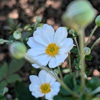 シュウメイギク,公園散歩,今日のお散歩,歩くの大好き♡の画像
