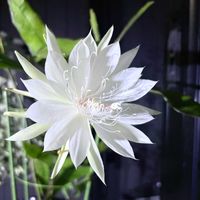 サボテン,ヒマワリ,ミニドラゴンフルーツ,刺無短毛丸,十三夜美人の画像