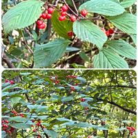 ガマズミ,山野草,低山公園の画像