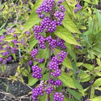 コムラサキ,癒し,花のある暮らし,雑談,お出かけ先の画像