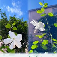 アサガオ,ケイトウ,サルビア,ヒガンバナ,アブチロン (チロリアンランプ)の画像